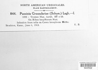 Puccinia grossulariae image